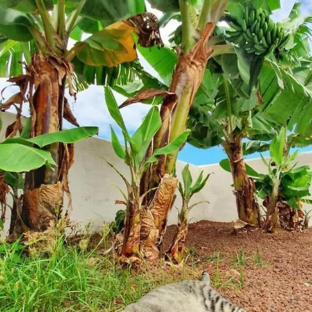 Casas En Ecologica La Espiral, Naturaleza, Calma Y Vistas Al Mar, Ferienhaus Icod el Alto